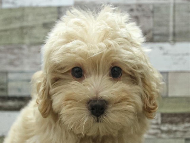 2024年3月29日生まれのハーフ犬・ミックス犬の1枚目の写真
